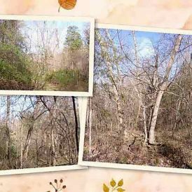 A Nocturnal Visit From An Old Friend Image